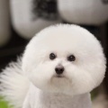 小猫猫咪的头像
