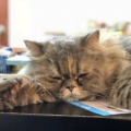 悭D喇Baby猪的头像