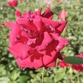 花亦落,心亦凉的头像