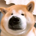祈愿.的头像
