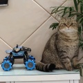 猫猫爱吃鱼的头像