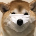 孤独的小野猫的头像