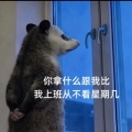 吃土豆丝卷饼的云雀的头像