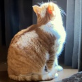 猫子的头像