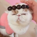 当定天下的头像