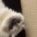 相关系数为零的头像