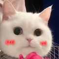 土豆先生666的头像