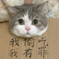 晓峰哥哥的头像