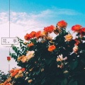 那些花儿的头像