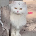 乐乎的头像