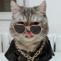 加菲猫猫的头像