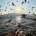 爱闹的头像