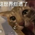 书友 3267893587的头像