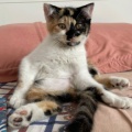 幽默的小猫猫的头像