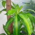 来套煎饼果子吧的头像