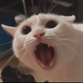 麻辣辣兔头的头像