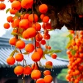 秦东老汉的头像