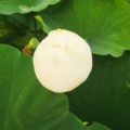 卿悠的头像