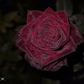 安静的魔法师在盖楼的头像