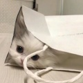 玫久花的头像