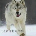 长江南岸俊哥的头像