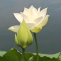 年年有余的快乐港湾的头像