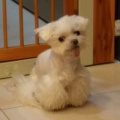 书友莫萍的头像