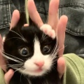 长腿neko的头像