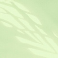 绿叶对根的情意的头像