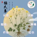 。平顺安康 的头像