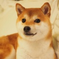 1186708431的头像
