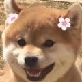 小葵花的头像