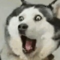 疣狼的头像