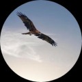 星河入海流的头像