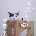一只小奶牛的头像