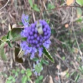 小花猪的头像
