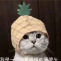 孟孟是个小菜姬的头像