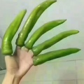 执念的头像