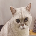 Grace的头像