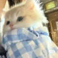 野音千鹤的头像