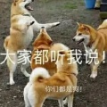 天涯御猫的头像