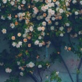 春暖花开的头像