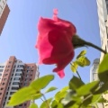 心梦随缘的头像