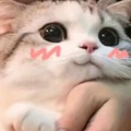 紫薇星宿的头像