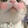 雪团的头像