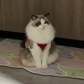 围兜猫的头像