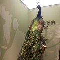 完美的世界的头像