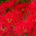 彼岸花的思念的头像