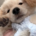 爱吃粽子的宋子的头像