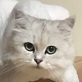 书友 133353763的头像